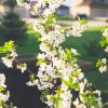 Evans Cherry #15 - Image 2